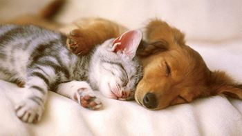 Pet-friendly apartments*